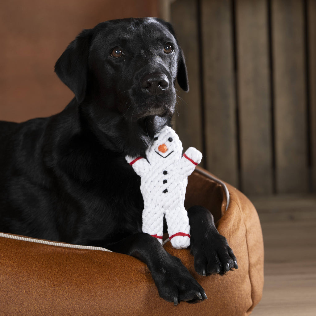 Labrador noir tenant le jouet Shawn le Bonhomme de Neige Laboni entre ses pattes.