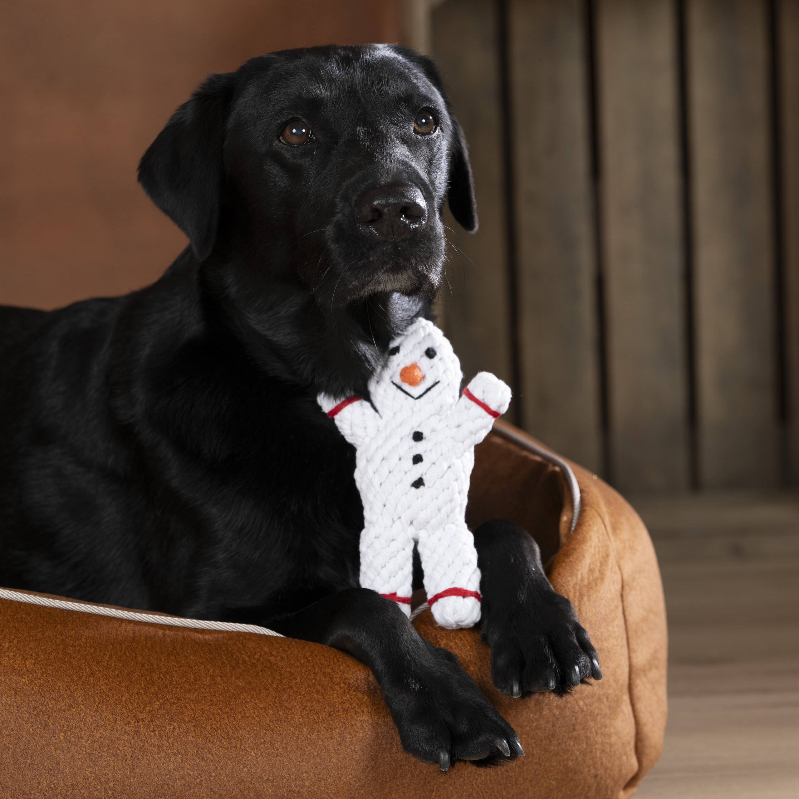 Labrador noir tenant le jouet Shawn le Bonhomme de Neige Laboni entre ses pattes.
