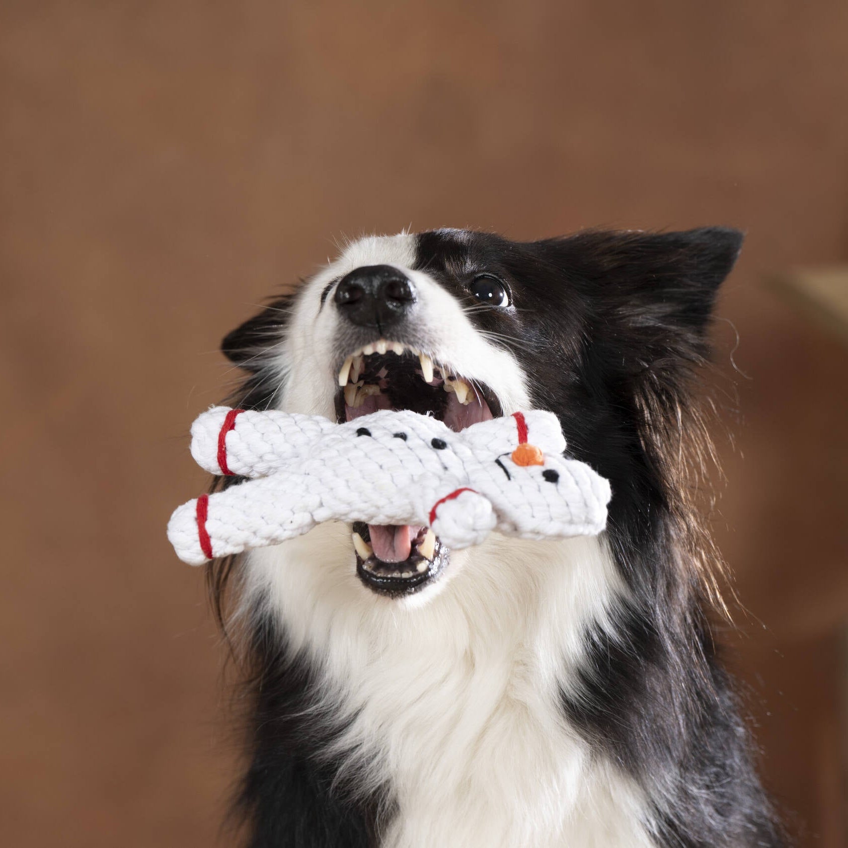Chien Border Collie mordant joyeusement le jouet Shawn le Bonhomme de Neige Laboni