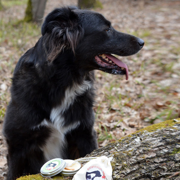 Baume Cicatrisant Naturel pour Chiens et Chevaux – Soin réparateur 50ml