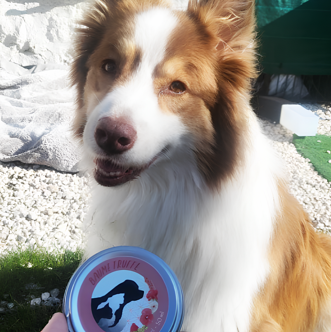 Chien avec boîte de baume truffe naturel Natur’O’Poil – soin hydratant pour truffe de chien, 100% vegan et fabriqué en France.