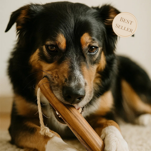 Bâton à mâcher naturel en bois d’olivier – Résistant et 100% sain pour chien