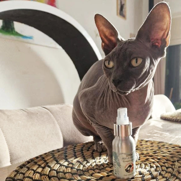 Chat sphynx avec la lotion yeux et oreilles Natur’O’Poil à l’argent colloïdal – soin naturel nettoyant