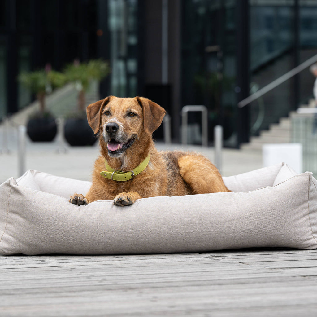 Panier pour chien SMOOTH – Lino - Laboni