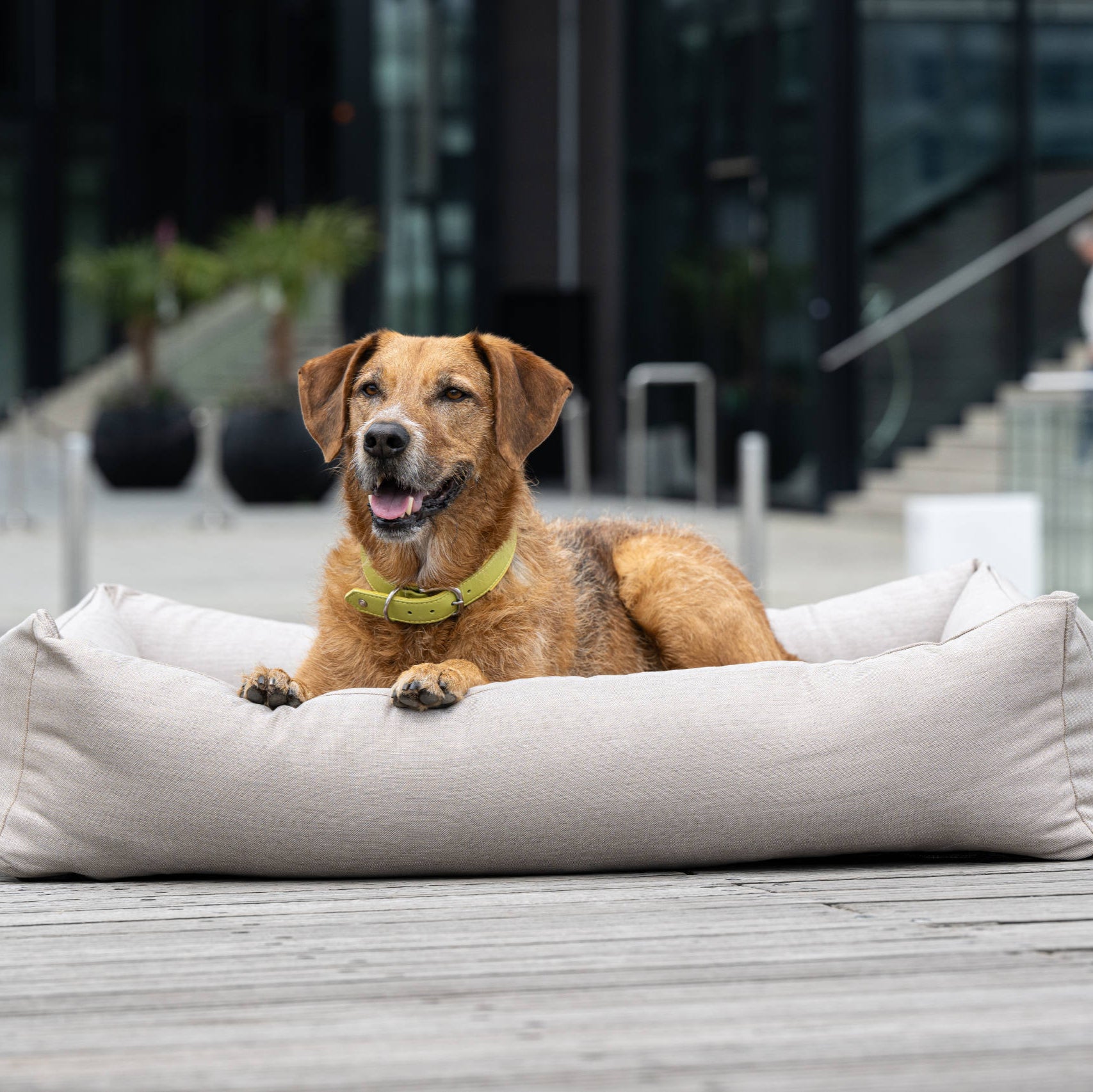 Panier pour chien SMOOTH – Lino - Laboni