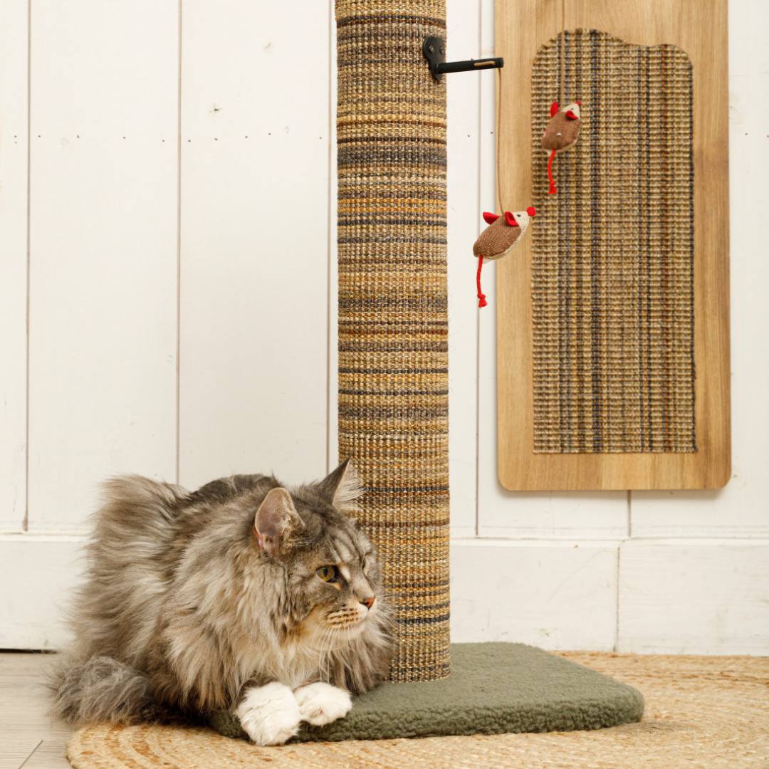 Chats posant devant le poteau à griffer Zolux Boréal et le griffoir mural