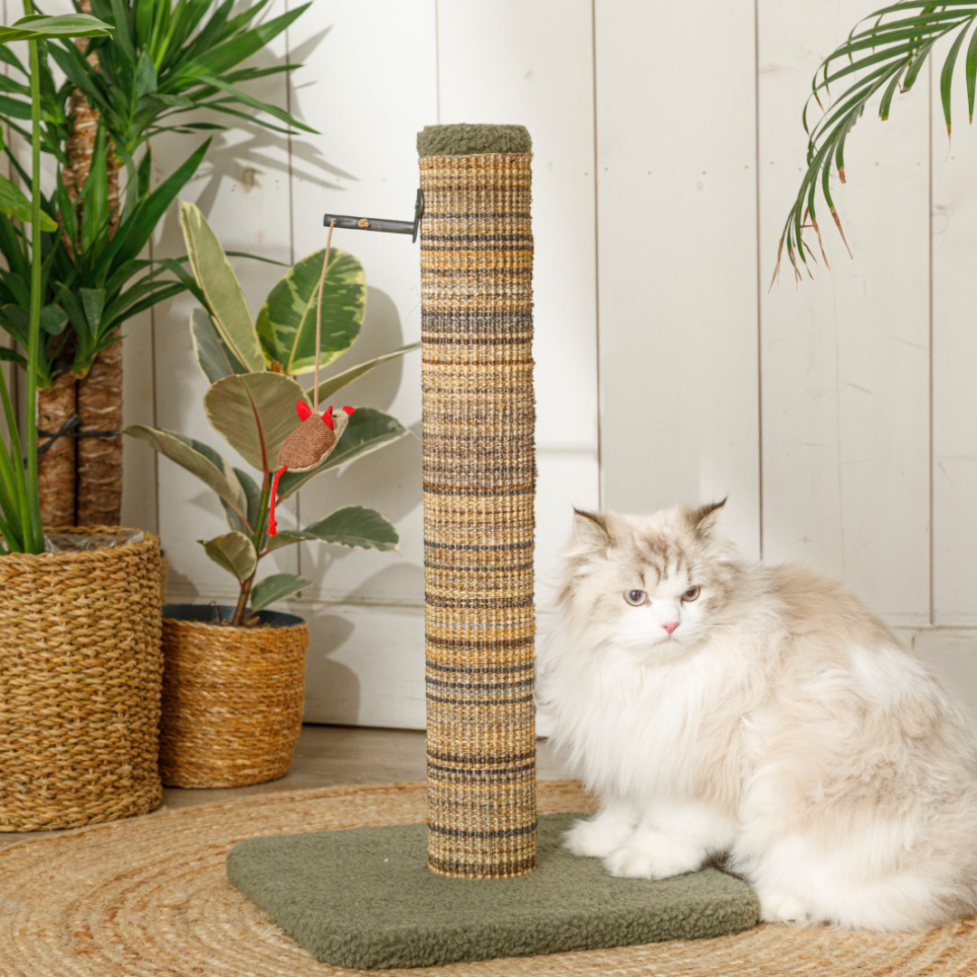 Poteau à griffer Boréal Zolux vert dans un salon naturel avec chats