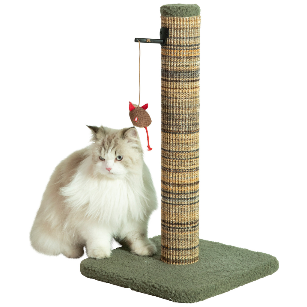 Chat posé sur le poteau à griffer Zolux Boréal vert 60 cm