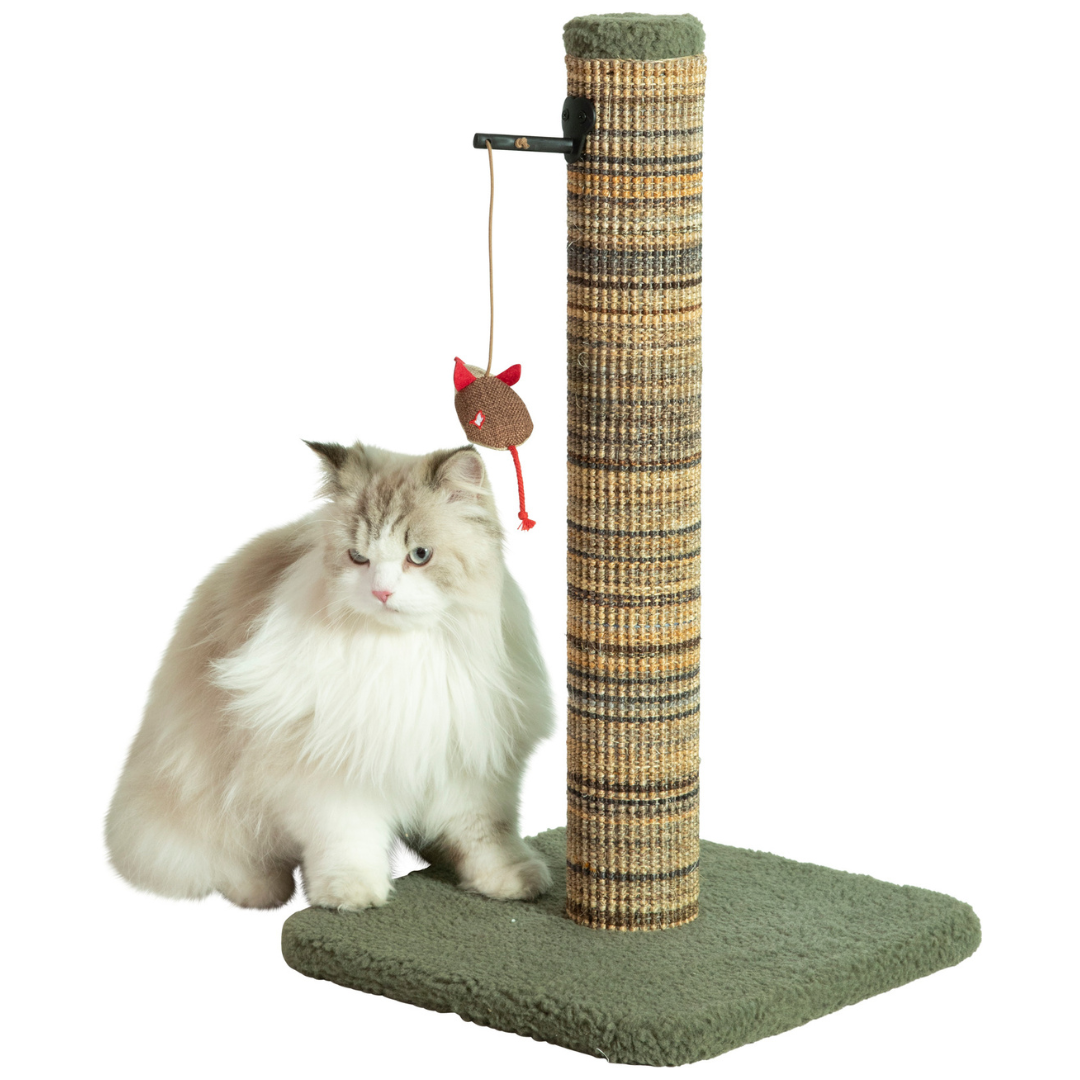 Chat posé sur le poteau à griffer Zolux Boréal vert 60 cm