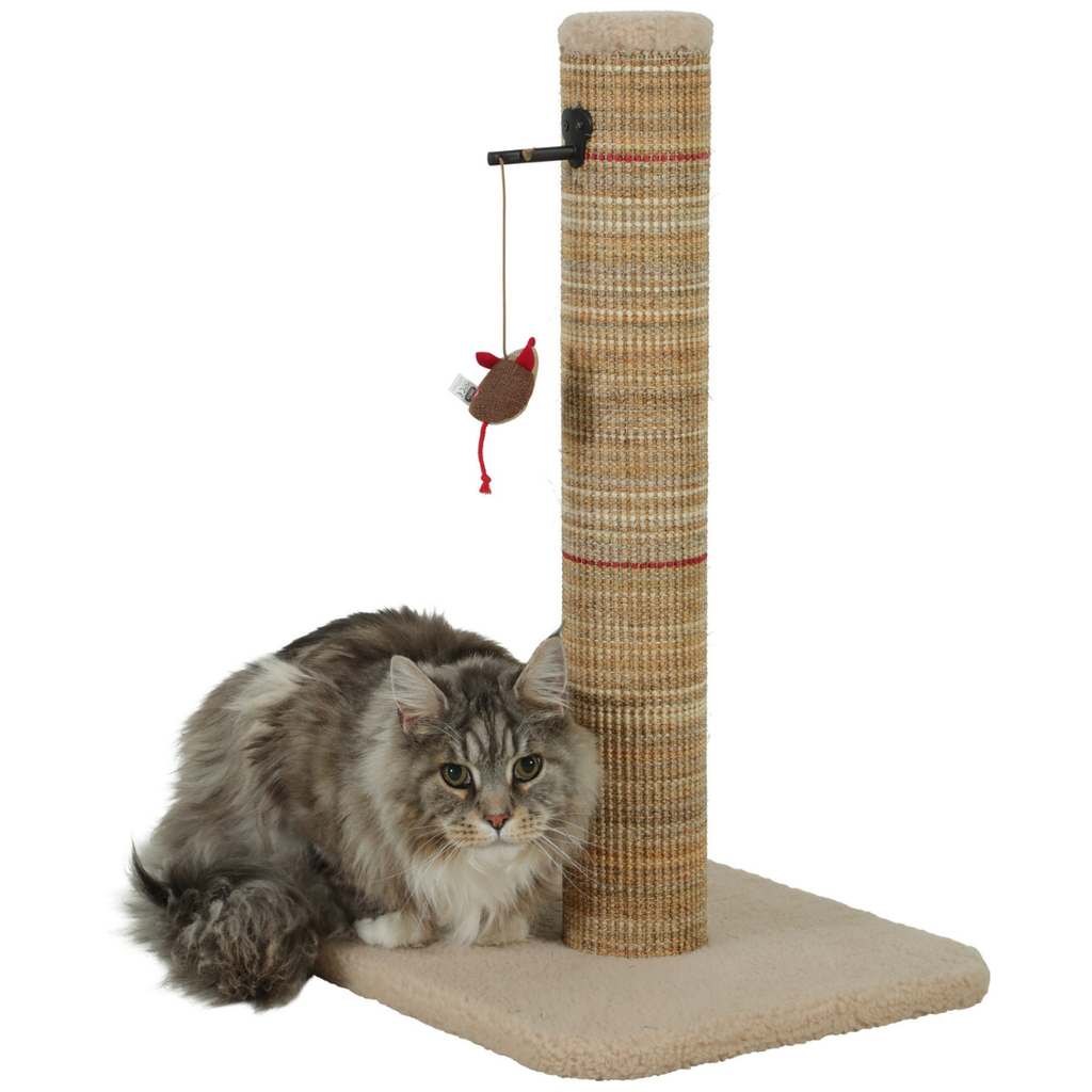 Chat jouant avec le poteau à griffer Boréal Zolux beige